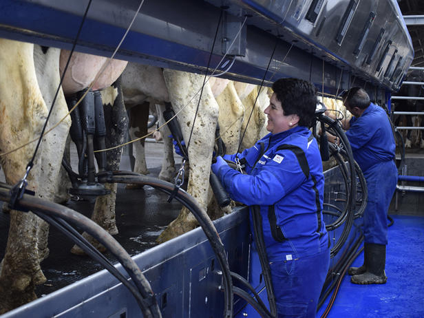 delaval-ganaderia-foxo-sala-ordeño-paralelo-p500-ordeño delaval-ganaderia-foxo-sala-ordeño-paralelo-p500-ordeño