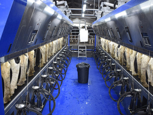 delaval-ganaderia-foxo-sala-ordeño-paralelo-p500-sala delaval-ganaderia-foxo-sala-ordeño-paralelo-p500-sala