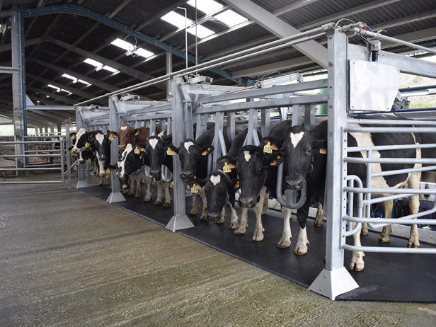 delaval-ganaderia-foxo-sala-ordeño-paralelo-p500-salida delaval-ganaderia-foxo-sala-ordeño-paralelo-p500-salida