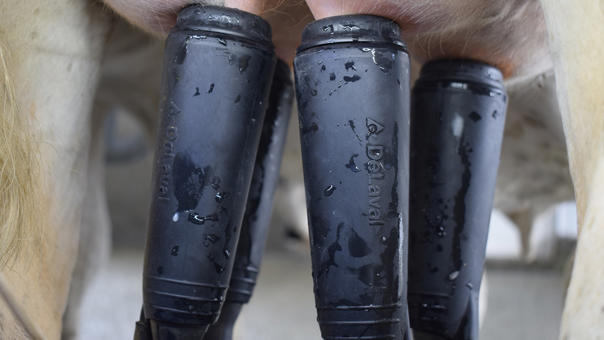 delaval-ganaderia-foxo-sala-ordeño-paralelo-p500-unidad-ordeño delaval-ganaderia-foxo-sala-ordeño-paralelo-p500-unidad-ordeño