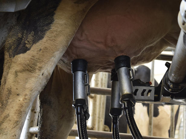 ganaderos DeLaval ganadería gallardo robot de ordeño ganaderos DeLaval ganadería gallardo robot de ordeño