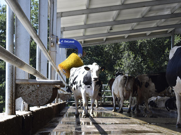 ganaderos DeLaval ganadería gallardo establo ganaderos DeLaval ganadería gallardo establo