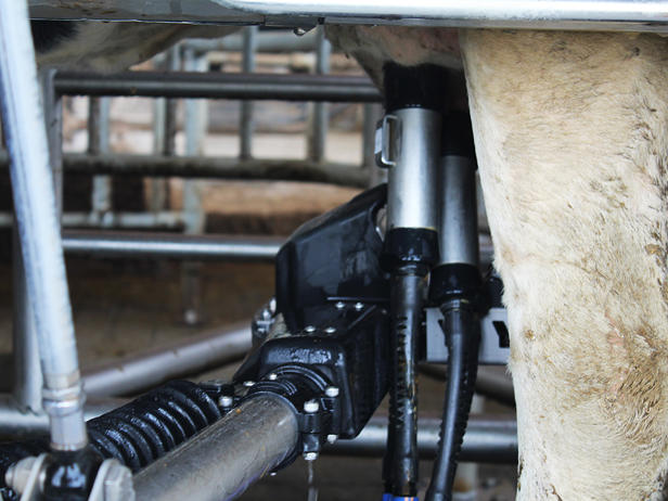 ganaderos DeLaval ganadería quitian robot de ordeño ganaderos DeLaval ganadería quitian robot de ordeño