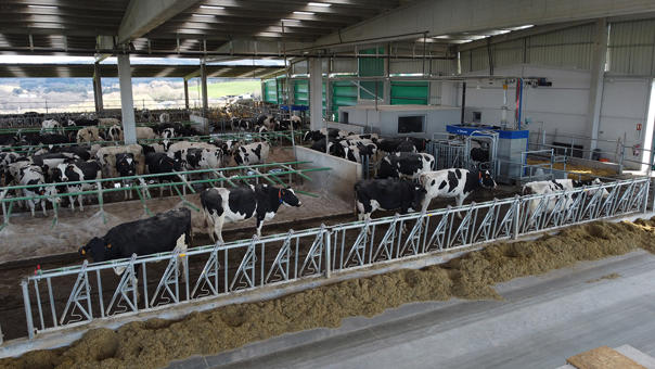 ganaderos DeLaval gandeiria palmeiro establo ganaderos DeLaval gandeiria palmeiro establo