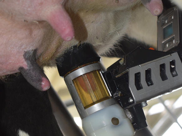 ganaderos DeLaval gandeiria palmeiro robot de ordeño ganaderos DeLaval gandeiria palmeiro robot de ordeño