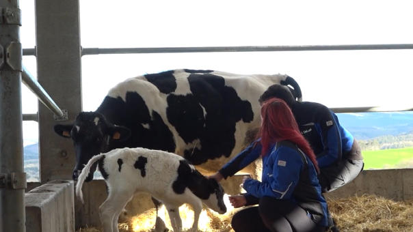 ganaderos DeLaval gandeiria palmeiro vacas