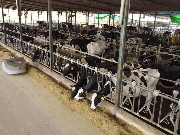 arrimador de comida delaval optiduo en granja de vacas arrimador de comida delaval optiduo en granja de vacas