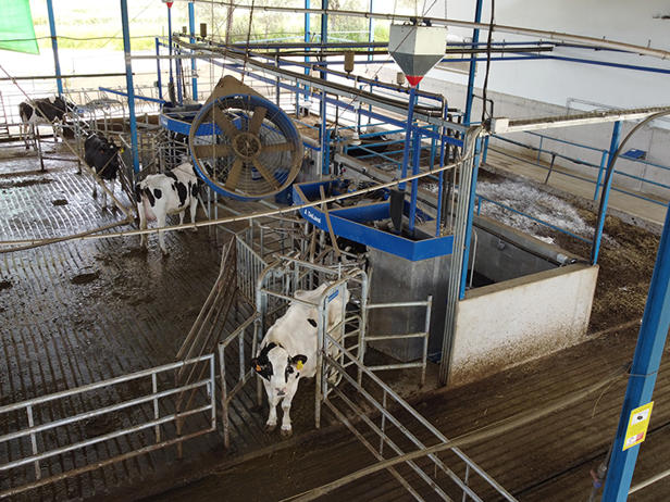 ventiladores granja de vacas la ciguñuela ventiladores granja de vacas la ciguñuela