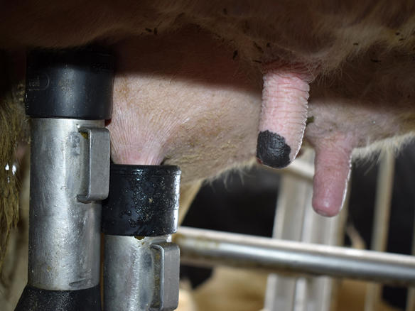 Ganaderos-delaval-lopez-zolle-ordeño-con-robot Ganaderos-delaval-lopez-zolle-ordeño-con-robot