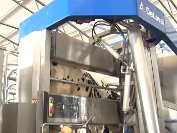 ganaderos DeLaval ganadería los ruedos robot de ordeño ganaderos DeLaval ganadería los ruedos robot de ordeño