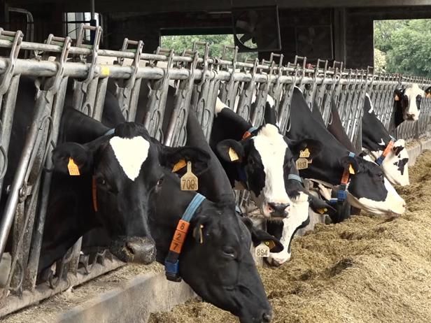 ganaderos DeLaval ganadería pardonelo vacas ganaderos DeLaval ganadería pardonelo vacas