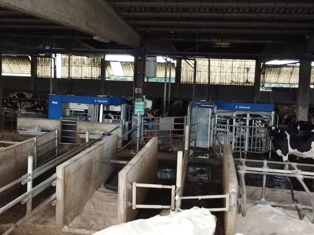 ganaderos DeLaval ganadería pardonelo robot de ordeño ganaderos DeLaval ganadería pardonelo robot de ordeño
