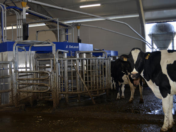 ganaderos DeLaval ganadería ramil friolfe robot de ordeño ganaderos DeLaval ganadería ramil friolfe robot de ordeño