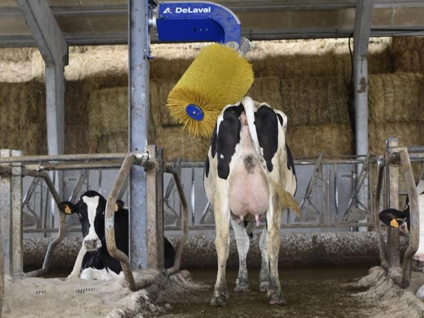 ganaderos DeLaval ganadería salgado buide cepillo