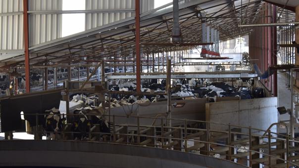 ganaderos DeLaval ganadería sant jaume del palau rotativa