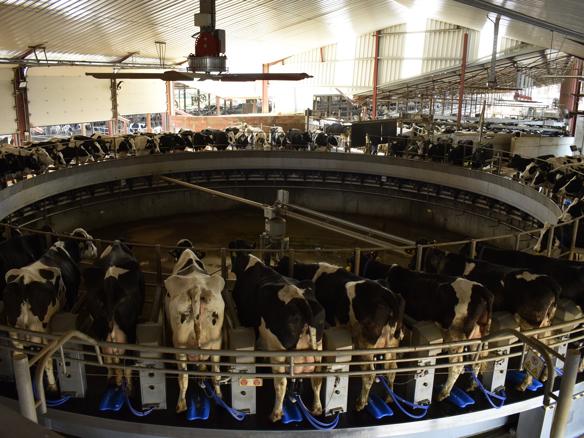 ganaderos DeLaval ganadería sant jaume del palau rotativa
