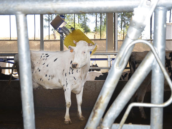 cepillo vacas delaval en Santeiro Pereira cepillo vacas delaval en Santeiro Pereira