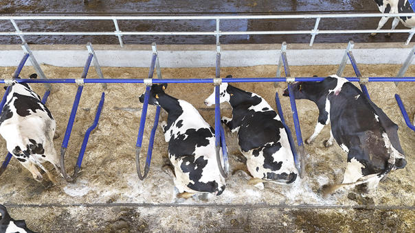 Cubículos delaval en granja cliente Santeiro Pereira Cubículos delaval en granja cliente Santeiro Pereira