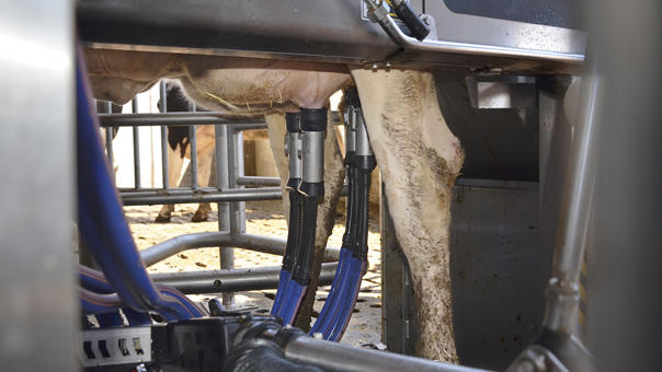 Robot de ordeño delaval vms en granja cliente Santeiro Pereira