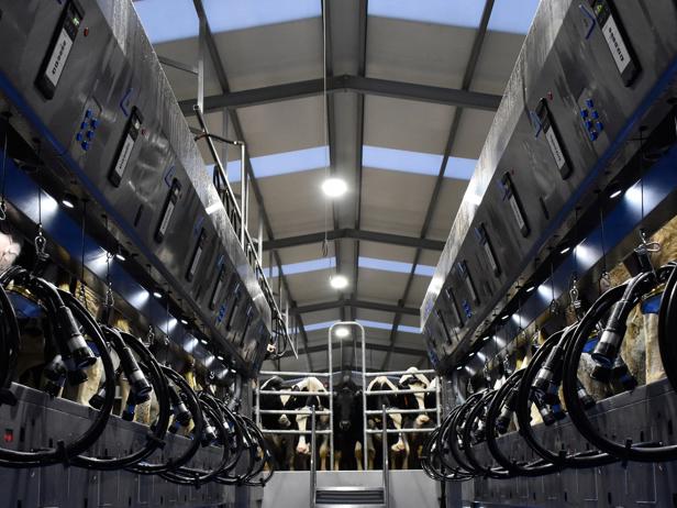 ganaderos DeLaval ganadería sat o palomar sala de ordeño