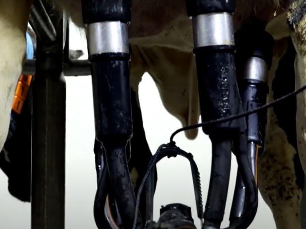 ganaderos DeLaval ganadería sat o palomar ordeño