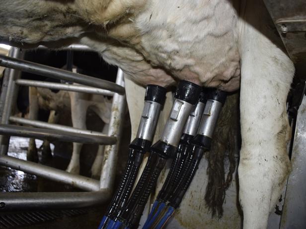 ganaderos DeLaval ganadería tasil robot de ordeño ganaderos DeLaval ganadería tasil robot de ordeño