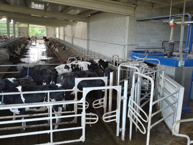 ganaderos DeLaval ganadería tasil robot de ordeño ganaderos DeLaval ganadería tasil robot de ordeño