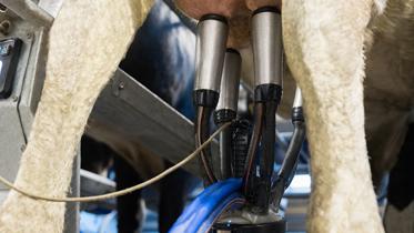 unidad de ordeño delaval evanza