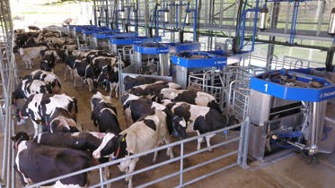 DeLaval batch milking Aceto Farm