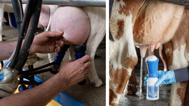 productos delaval para evitar la mamitis