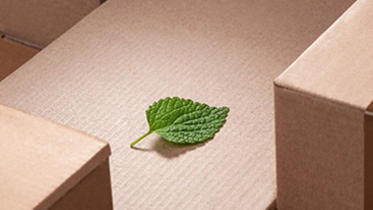 caja con hojas verdes 