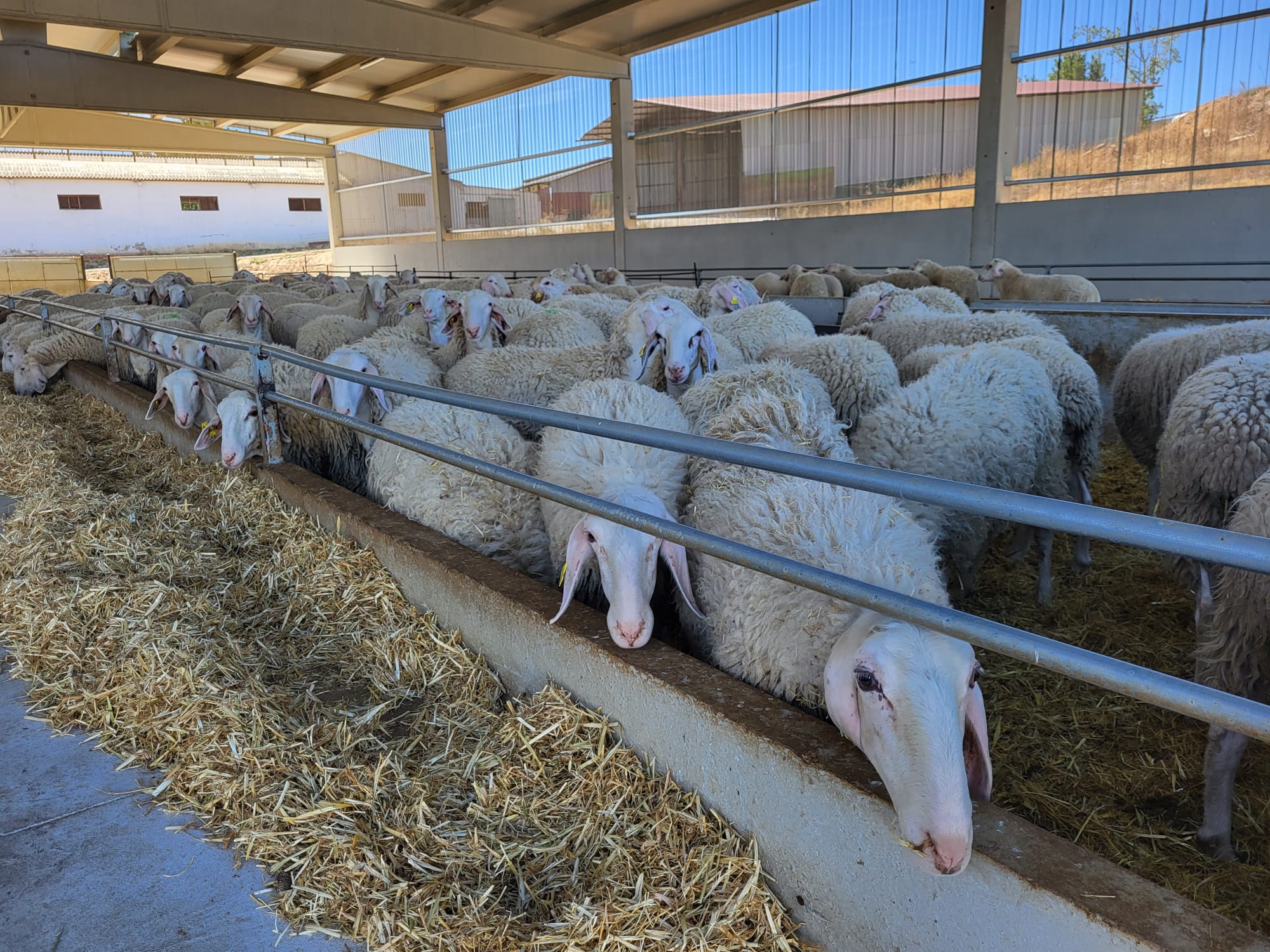 fgg-ovino-delaval (1).jpg