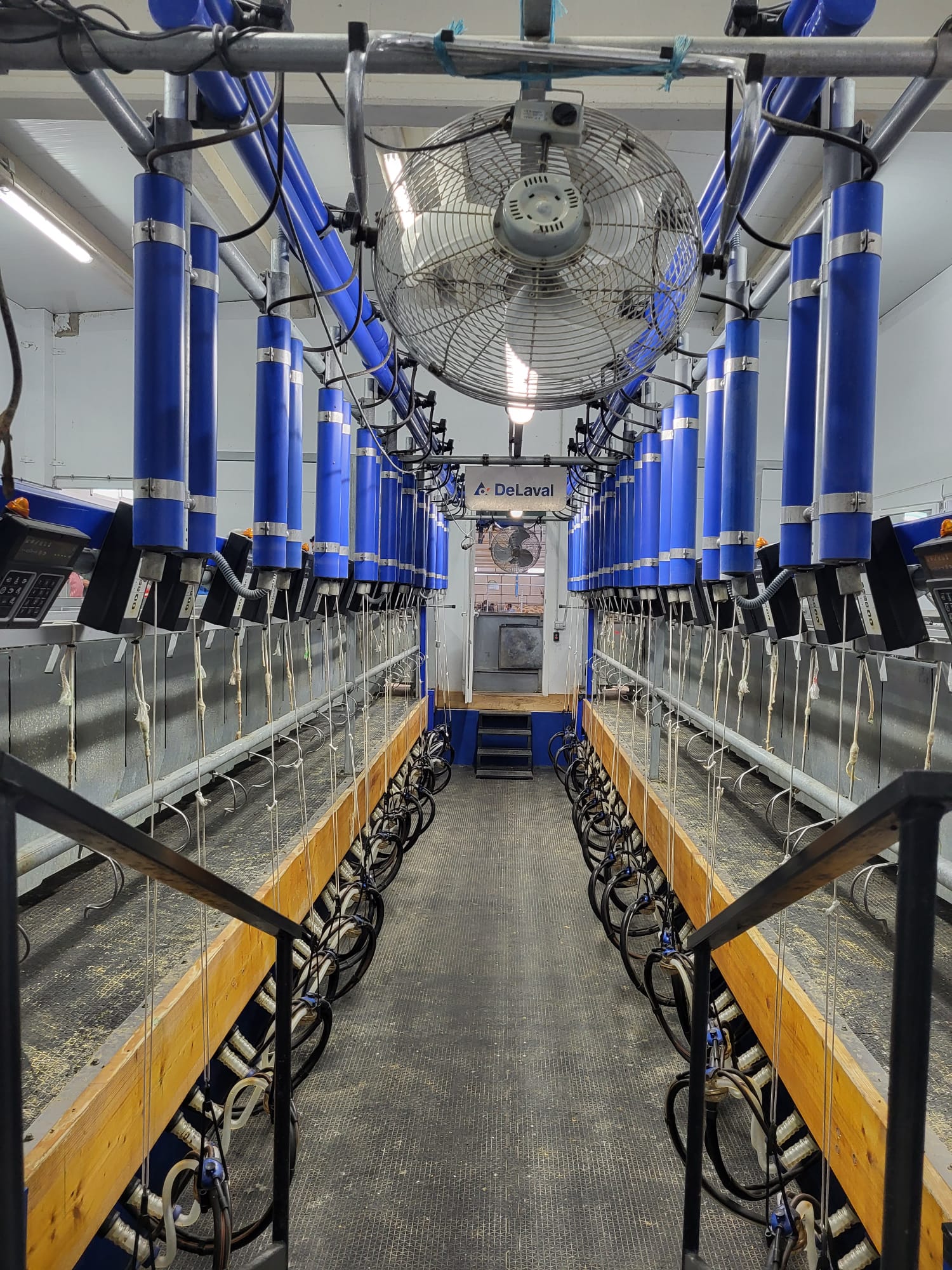 fgg-ovino-delaval (4).jpg