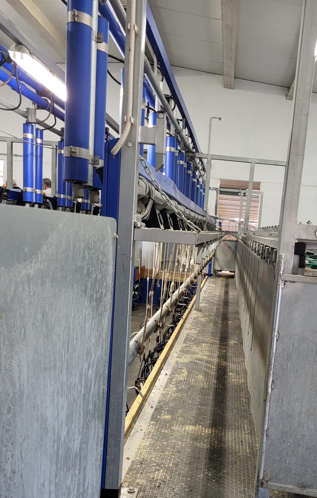 fgg-ovino-delaval (5).jpg