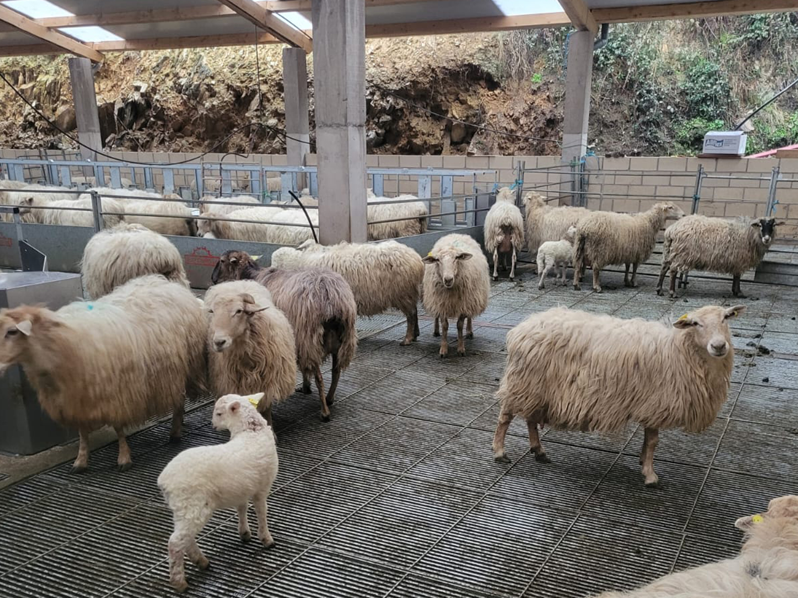 Premietxeberri-DeLaval (2).jpg