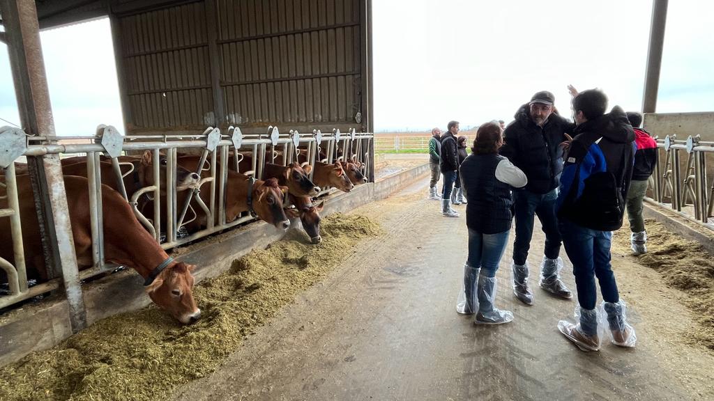 DeLaval P2100 2x8 vacas Jersey y nodriza CF500 50 terneros (7).jpg
