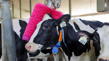 delaval-cepillo-vacas-granjas-rosa