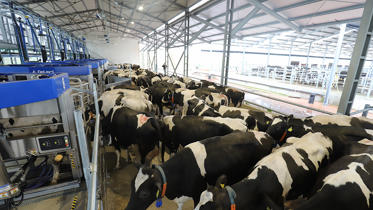 delaval batch milking en italia