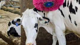 delaval-continua-lucha-contra-cancer-de-mama-cepillo-vacas-granjas-rosa