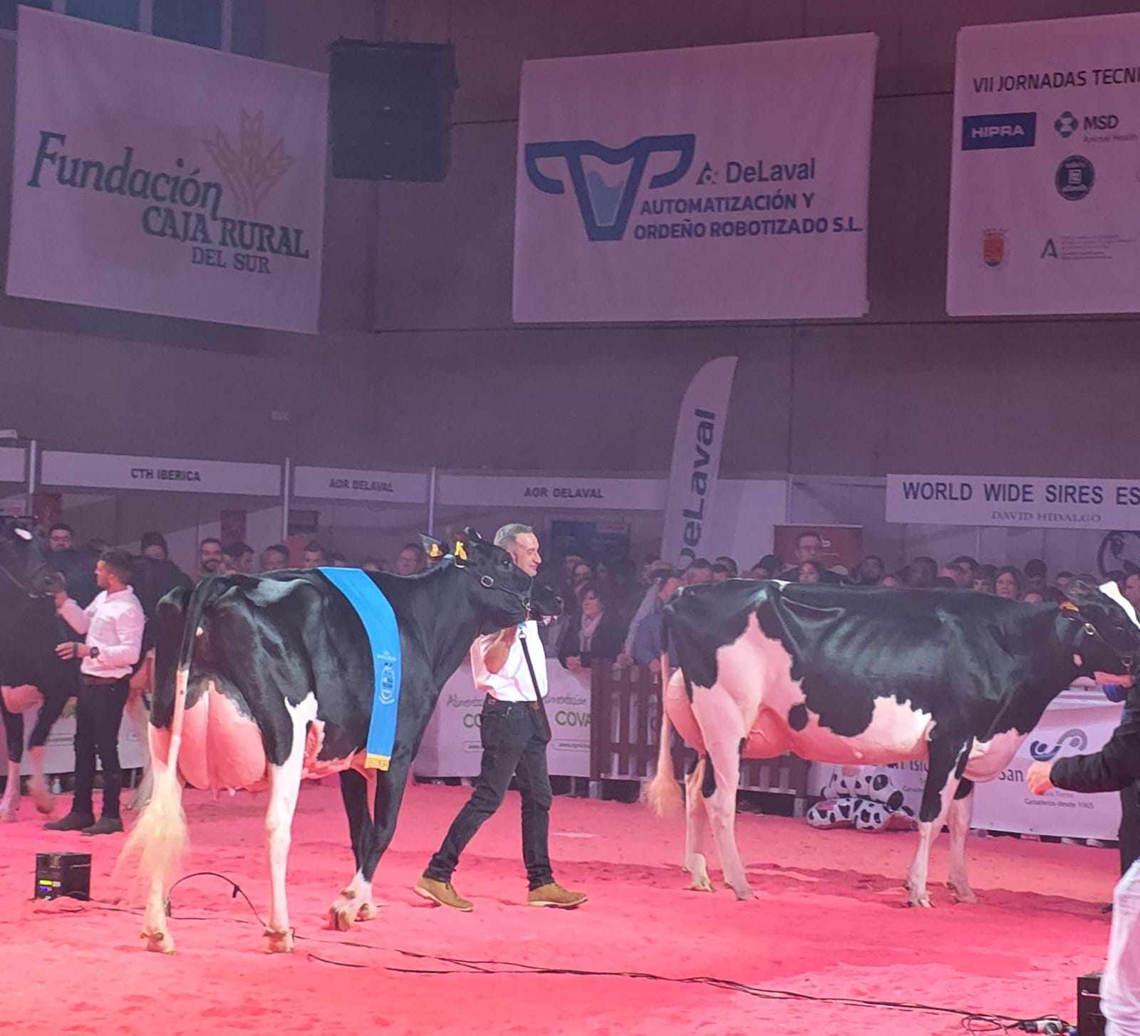 delaval-XVII Feria de Ganado Frisón Usías Holstein-foto