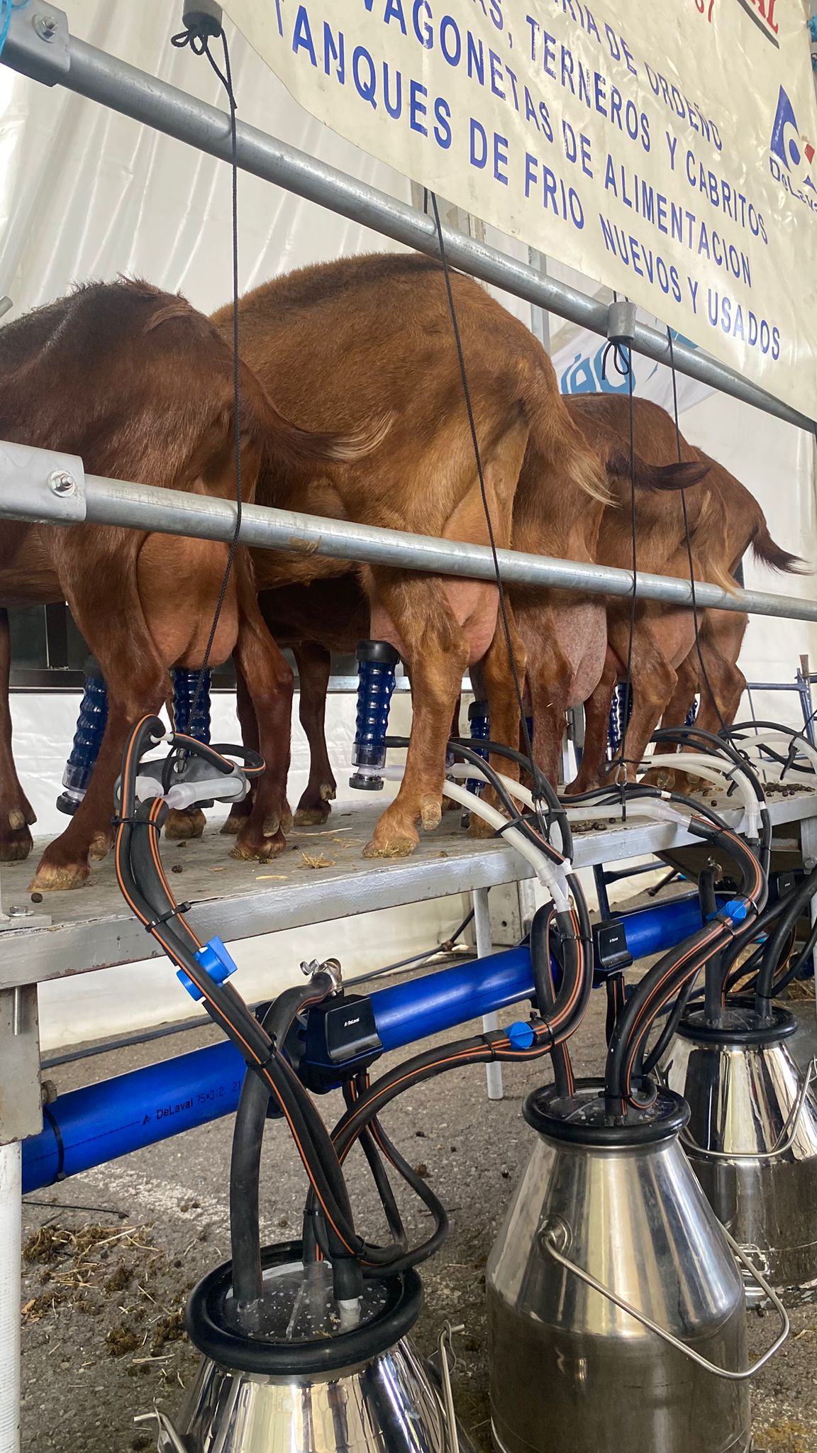 agrogrant 2025 participación stand delaval con ordeño