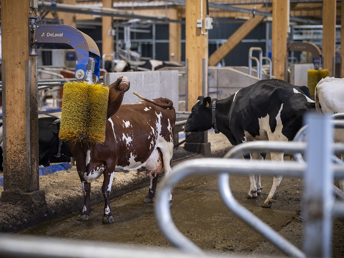 Cepillos para vacas de DeLaval en Hamra Farm