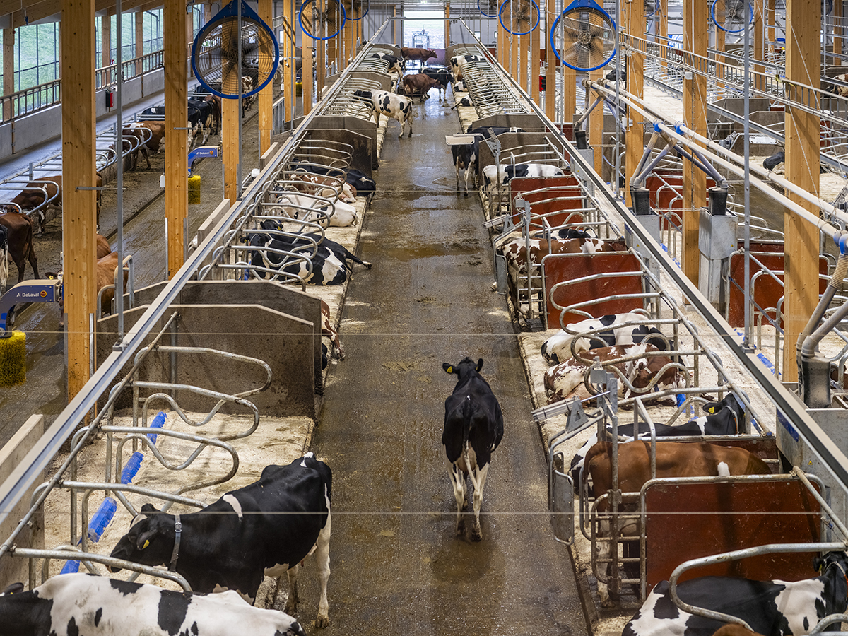 Nuevo establo de la granja de DeLaval Hamra Farm