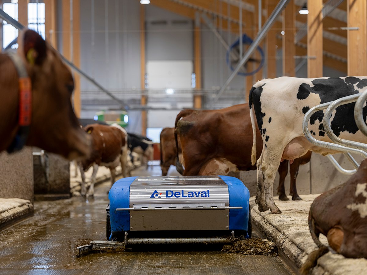 Robot de estiércol de DeLaval en Hamra Farm