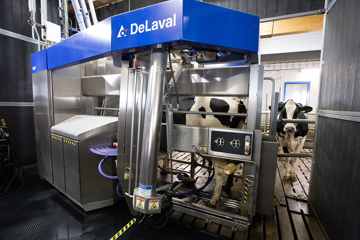 robot de ordeño DeLaval modelo 2025 en Hamra Farm