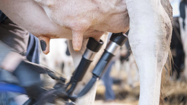 unidades de ordeño delaval unidades de ordeño delaval