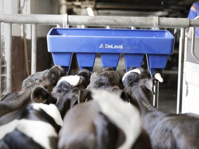 bebederos-terneras-granjas-delaval bebederos-terneras-granjas-delaval