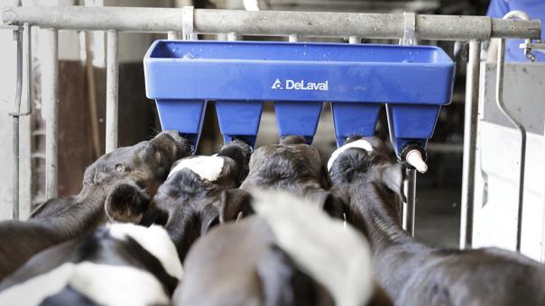 bebederos-terneras-granjas-delaval bebederos-terneras-granjas-delaval