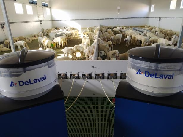 Nodriza corderos DeLaval LKF Nodriza corderos DeLaval LKF