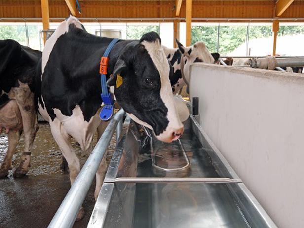 bebederos para granjas delaval bebederos para granjas delaval